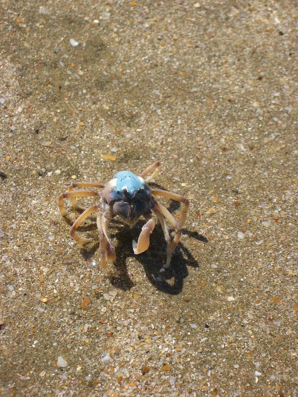 2009-11-06 22-03-58_3.jpg - klitzekleine Krabbe, die war grad mal Daumennagel groß (...ein "Hoch" auf die Macrofunktion der IXUS!)
